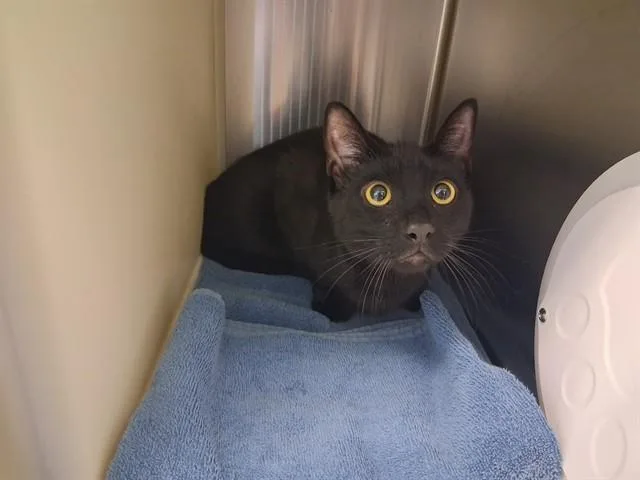 A young medium-sized male Domestic Short Hair cat named Grimace for adoption in Colorado Springs, CO