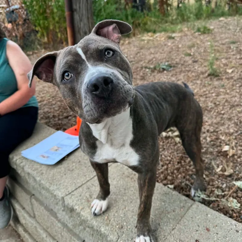 A young small-sized female Pit Bull Terrier dog named Karma D for adoption in Princeton, MN