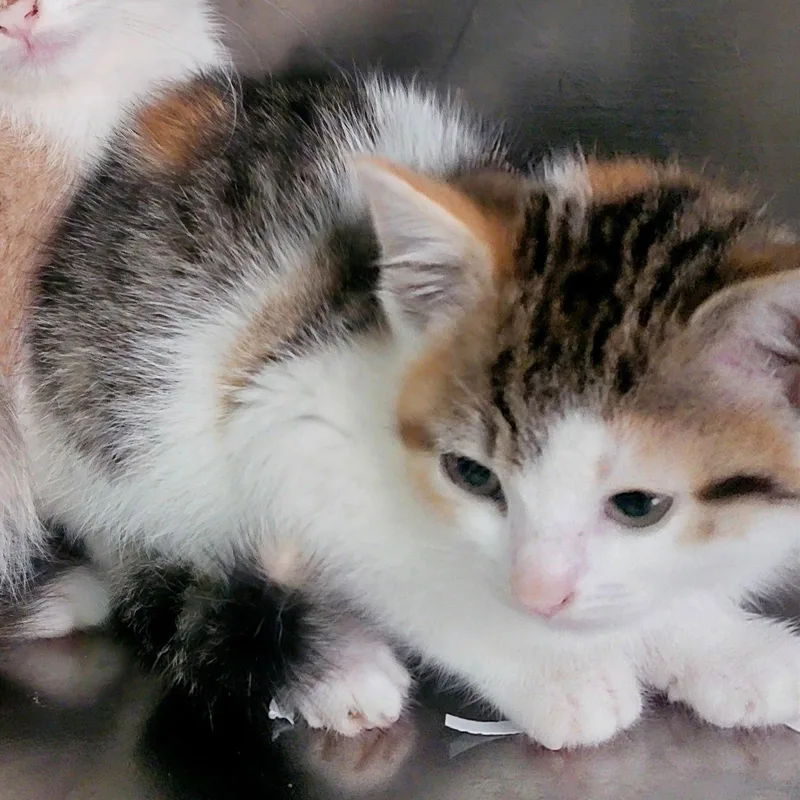 A baby medium-sized female Calico cat named Libby microwaveboxlitter for adoption in Houston, TX