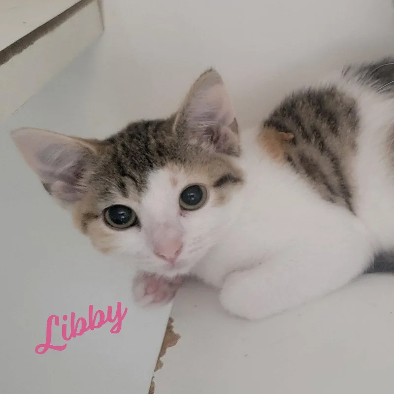 Libby microwaveboxlitter thumbnail 2