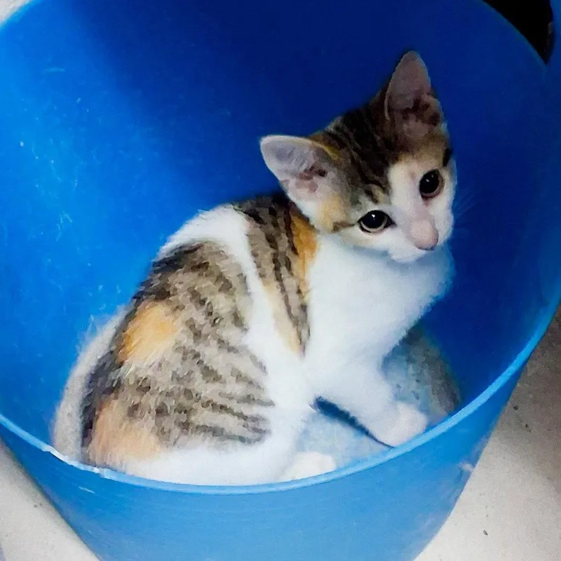 Libby microwaveboxlitter thumbnail 3
