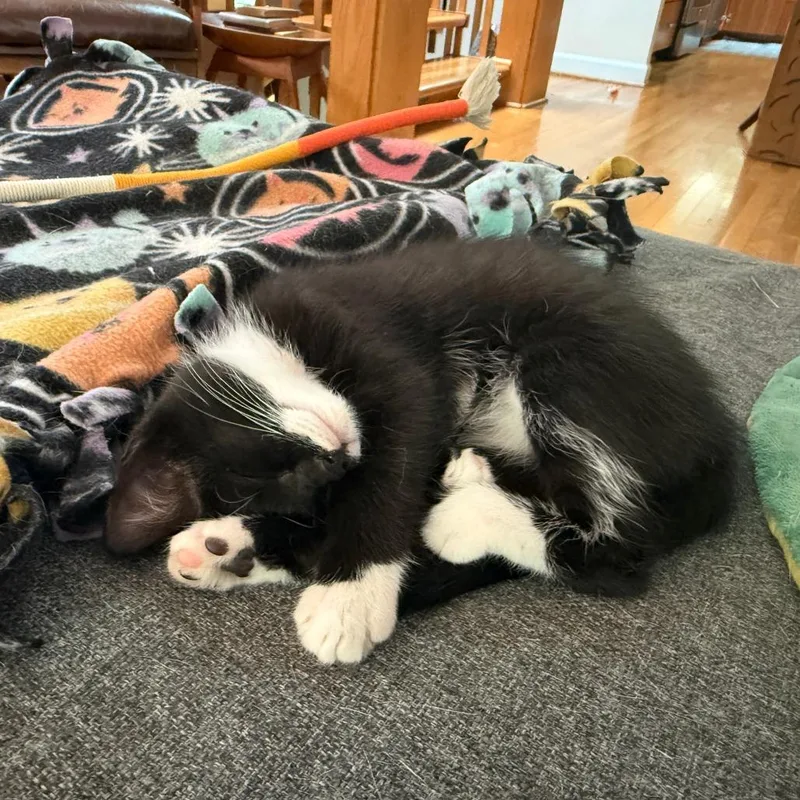 A baby small-sized female Black Domestic Short Hair cat named Uchuva for adoption in Durham, NC