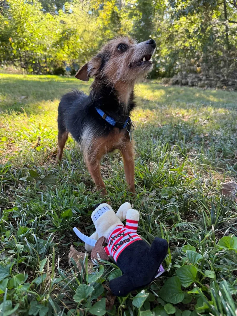 A senior small-sized male Yorkshire Terrier dog named Harvey for adoption in East Point, GA