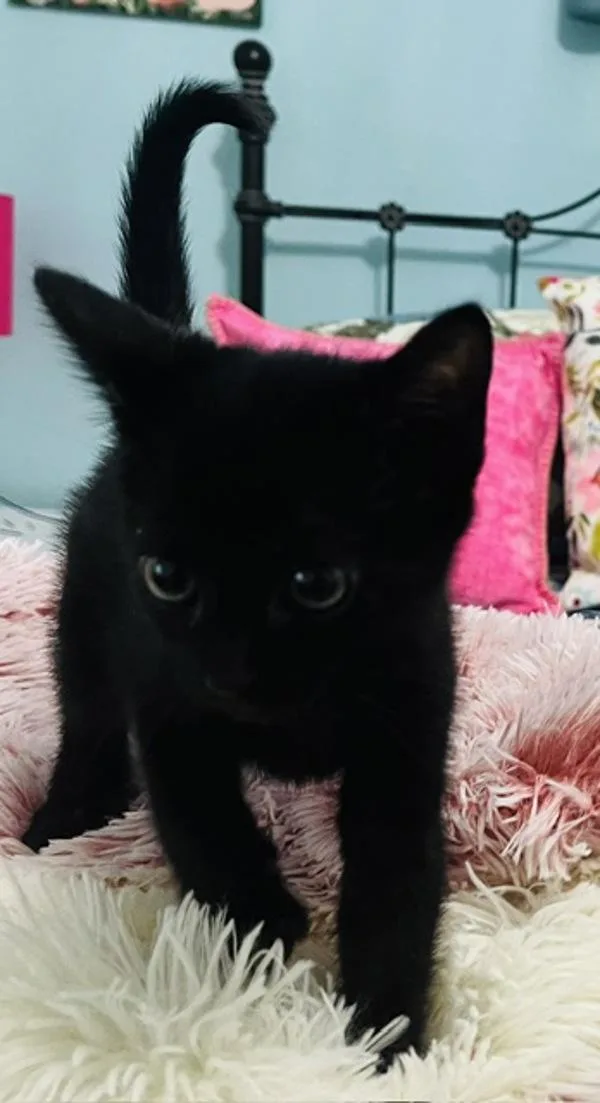 Pierre