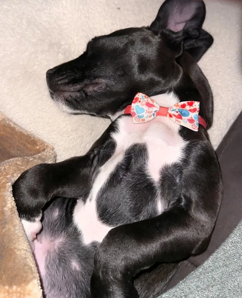 A baby medium-sized female Hound dog named Polly for adoption in Waynesville, GA