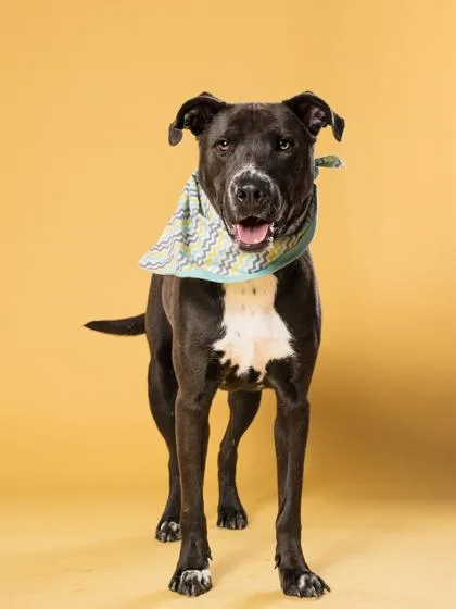 A young small-sized male Mixed Breed dog named Turtle for adoption in Atlanta, GA