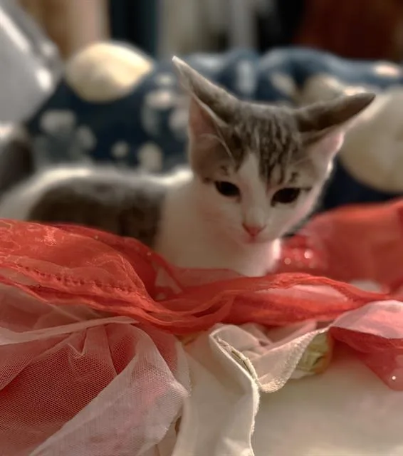 A baby small-sized female Domestic Short Hair cat named Tina for adoption in Sacramento, CA