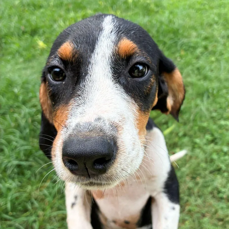 A baby medium-sized female Tricolor (Brown, Black, & White) Hound dog named Belle for adoption in Albany, NY