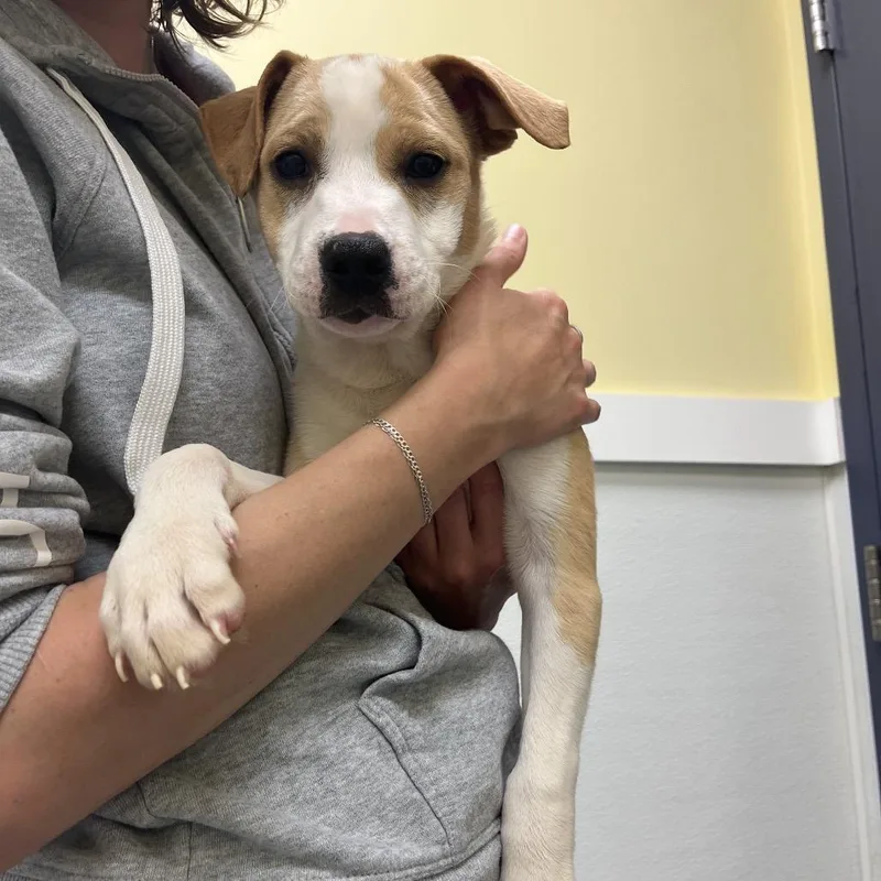 A baby small-sized male Yellow / Tan / Blond / Fawn Hound dog named Jesse for adoption in Charlottesville, VA