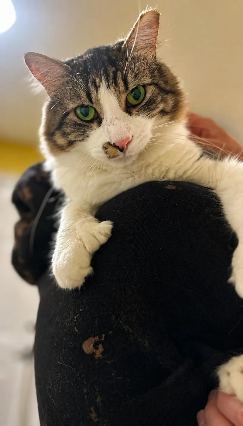 A young medium-sized male Gray & White Domestic Medium Hair cat named Cinnamon Roll for adoption in Charlotte, NC