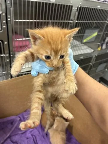 A baby small-sized female Domestic Medium Hair cat named Carmel for adoption in San Martin, CA