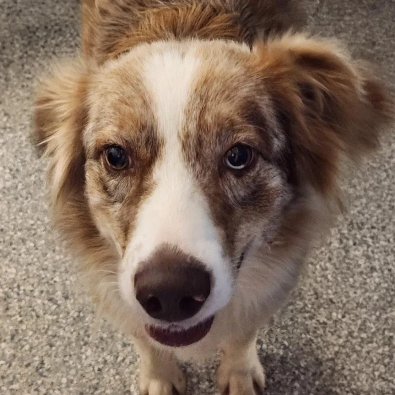 An adult medium-sized female Australian Shepherd dog named Marigold for adoption in House Springs, MO