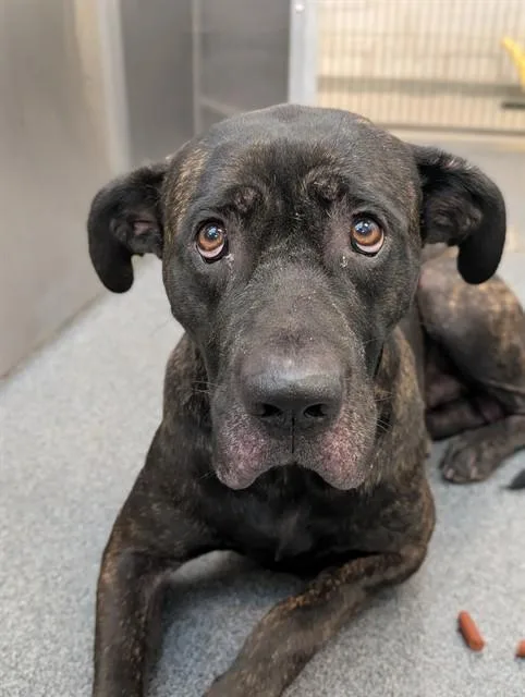 A young large-sized male Mixed Breed dog named Zeus for adoption in Dallas, TX