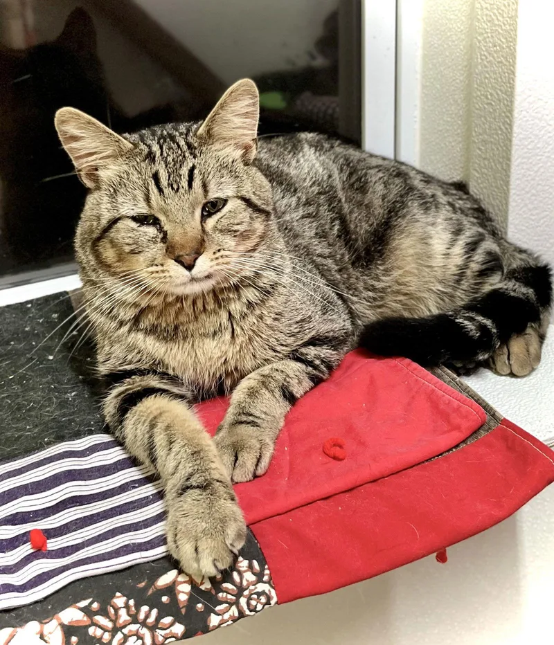 Twizzler thumbnail 2