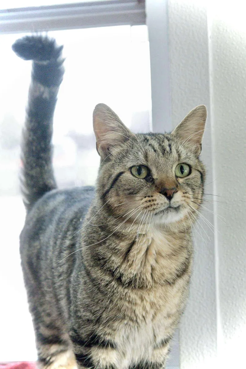 Twizzler thumbnail 3