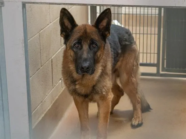 An adult large-sized male German Shepherd Dog dog named Augie Doggie for adoption in Martinez, CA