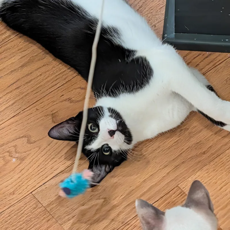 A baby large-sized male Tuxedo cat named Prince Shiloh for adoption in Wilmington, NC