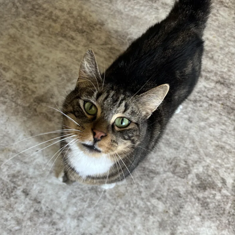A young medium-sized male Tabby (Brown / Chocolate) Domestic Short Hair cat named Simba for adoption in Buffalo, NY