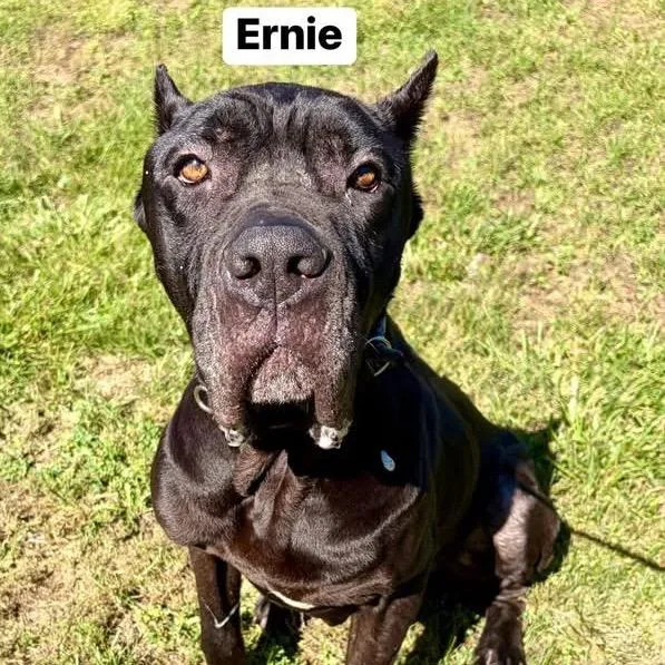 Ernie thumbnail 3