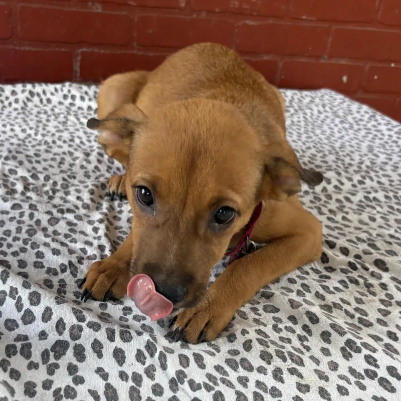 A baby medium-sized female Apricot / Beige Australian Cattle Dog / Blue Heeler dog named Shika for adoption in Houston, TX