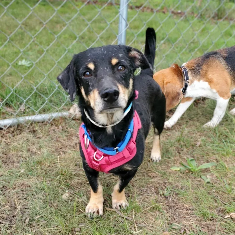 An adult small-sized male Black Mixed Breed dog named San Francisco for adoption in Fredericksburg, VA