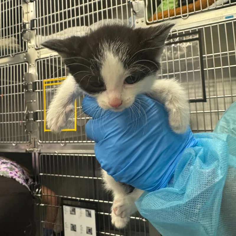 A baby small-sized male Black Domestic Short Hair cat named Scooby for adoption in Los Angeles, CA