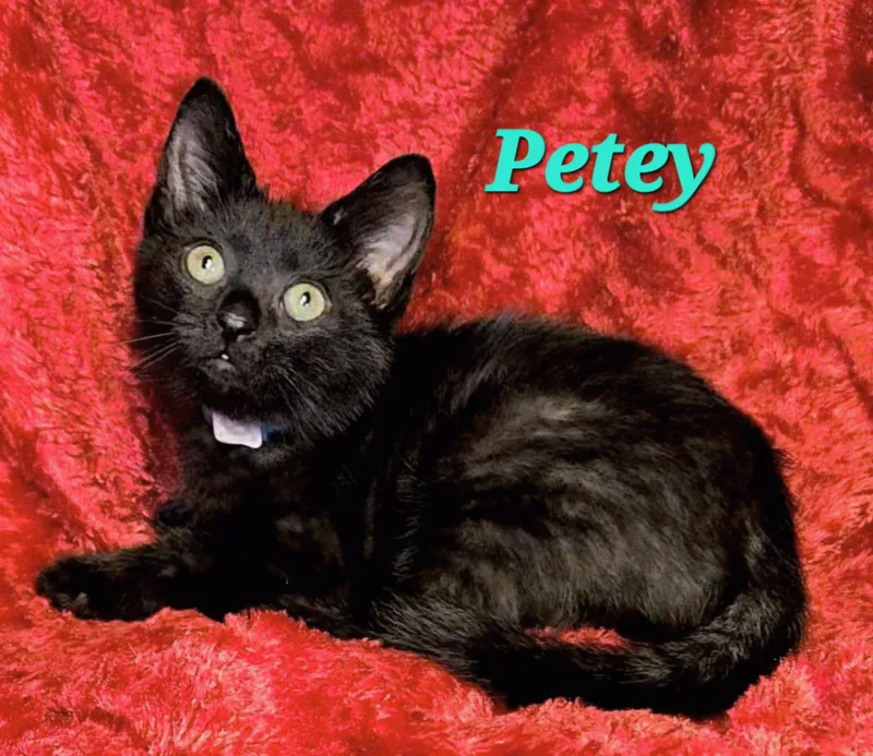 A young medium-sized female Black Domestic Short Hair cat named Petey for adoption in Macon, GA