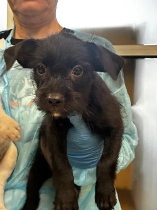 A baby medium-sized female Mixed Breed dog named Tilly for adoption in Wichita, KS