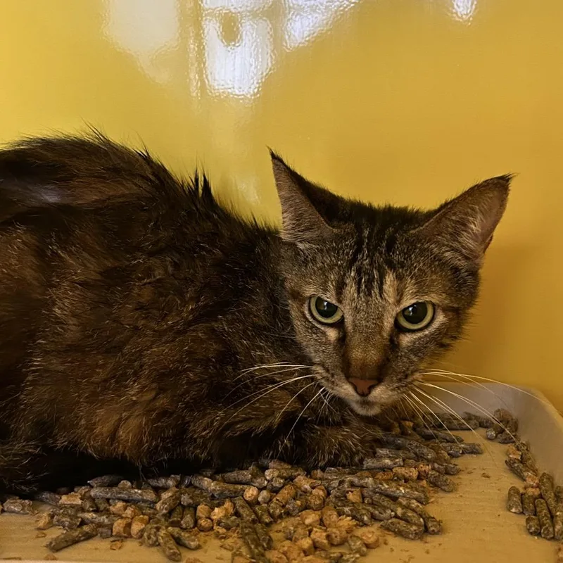 An adult medium-sized female Brown / Chocolate Domestic Short Hair cat named Stowaway for adoption in Abilene, TX