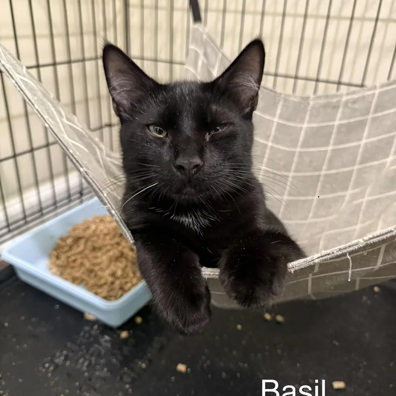 A baby medium-sized male Black Domestic Short Hair cat named Basil for adoption in Beaufort, SC