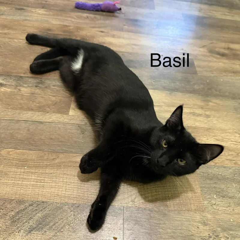 Basil thumbnail 2