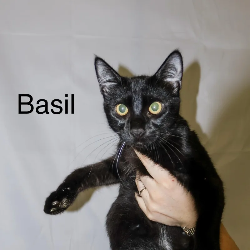 Basil thumbnail 3