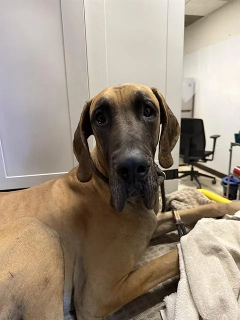 An adult large-sized male Great Dane dog named Moose for adoption in Redlands, CA