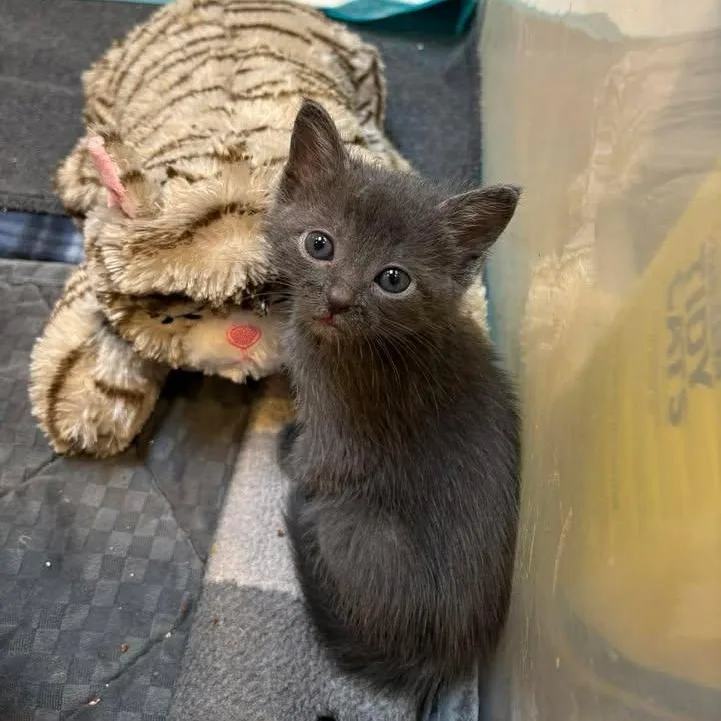 A baby medium-sized female Tabby (Gray / Blue / Silver) Tabby cat named Margot for adoption in Trophy Club, TX