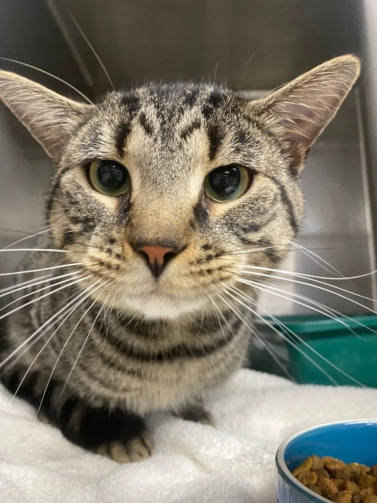 A young medium-sized male Domestic Short Hair cat named Remington for adoption in Fall River, MA