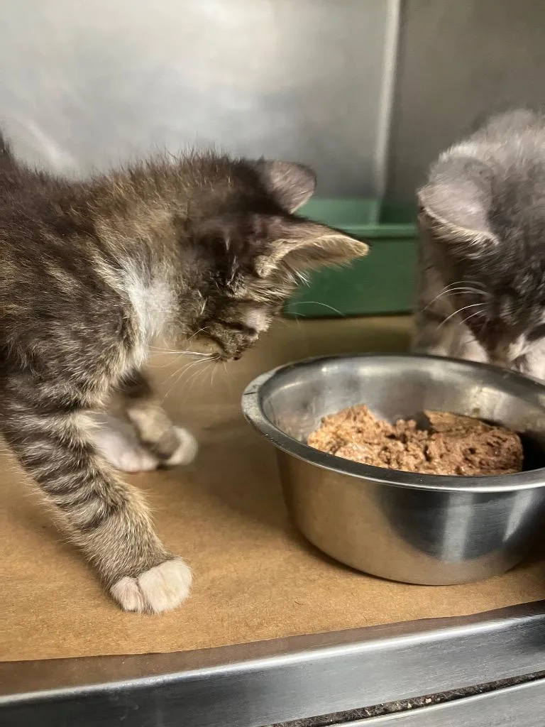 A baby small-sized female Domestic Short Hair cat named Amy for adoption in Cartersville , GA