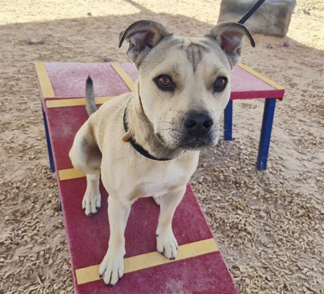 A young medium-sized male Pit Bull Terrier dog named Simba for adoption in Albuquerque, NM
