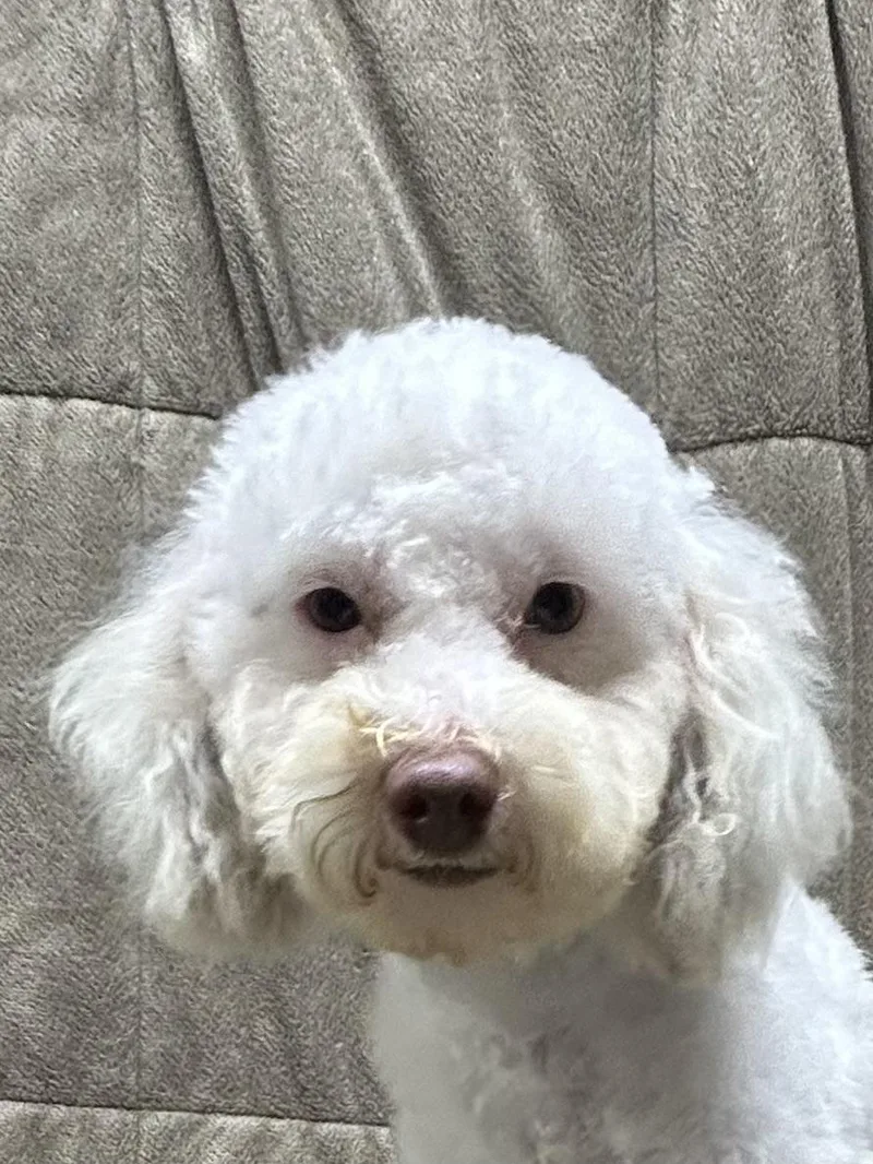 A young small-sized male Standard Poodle dog named Andre for adoption in Elyria, OH