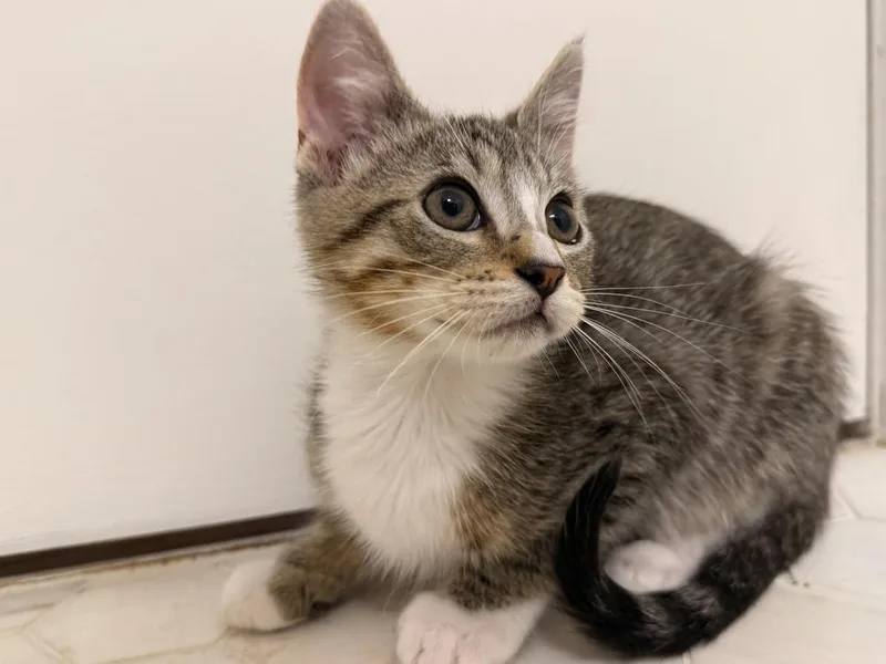 A baby small-sized male Domestic Short Hair cat named Zinny for adoption in Wheaton, IL