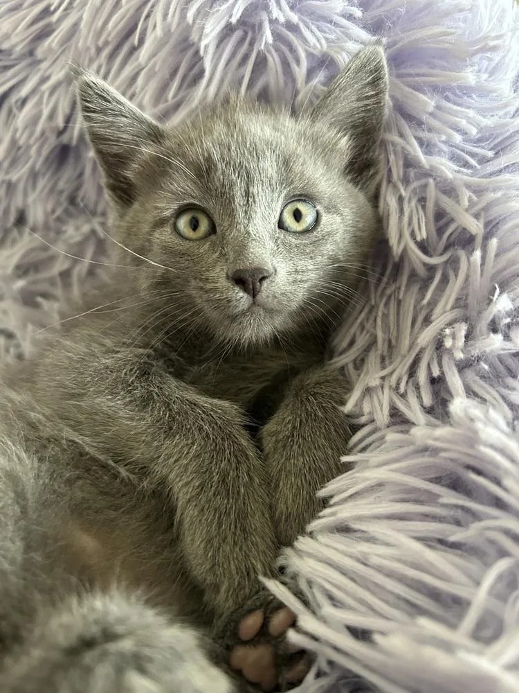 A baby medium-sized female Gray / Blue / Silver Domestic Medium Hair cat named Elena for adoption in Clinton Township, MI