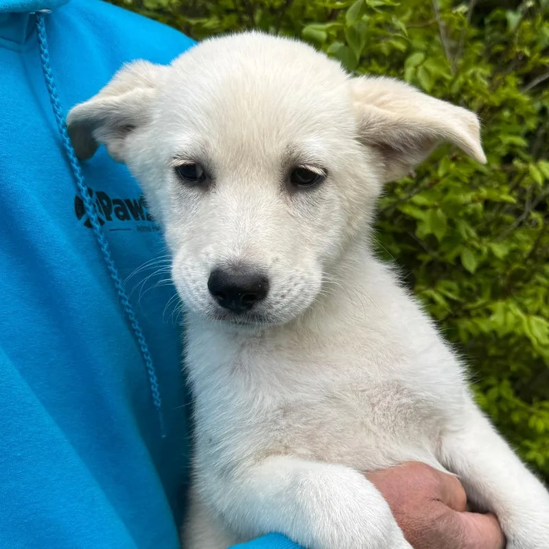 A baby large-sized female Yellow / Tan / Blond / Fawn Husky dog named Ny Mojitio Avail May for adoption in Eastford, CT