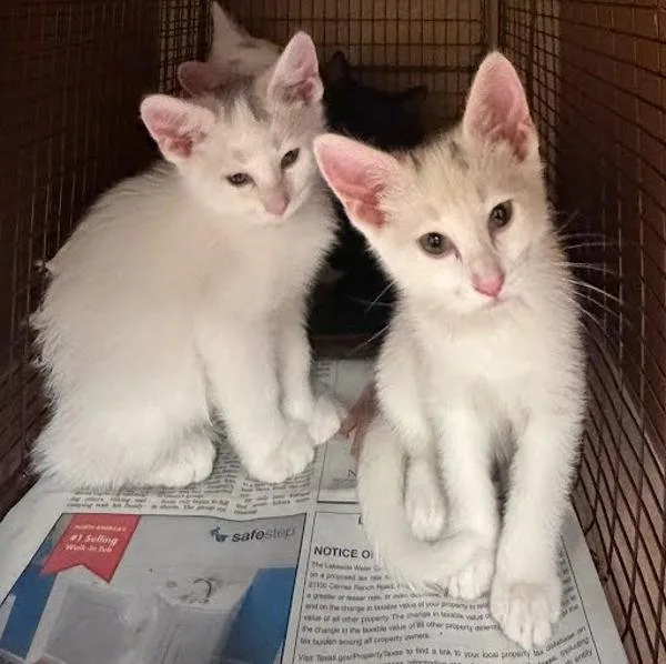 A baby small-sized female Domestic Short Hair cat named Kikyo for adoption in Austin, TX
