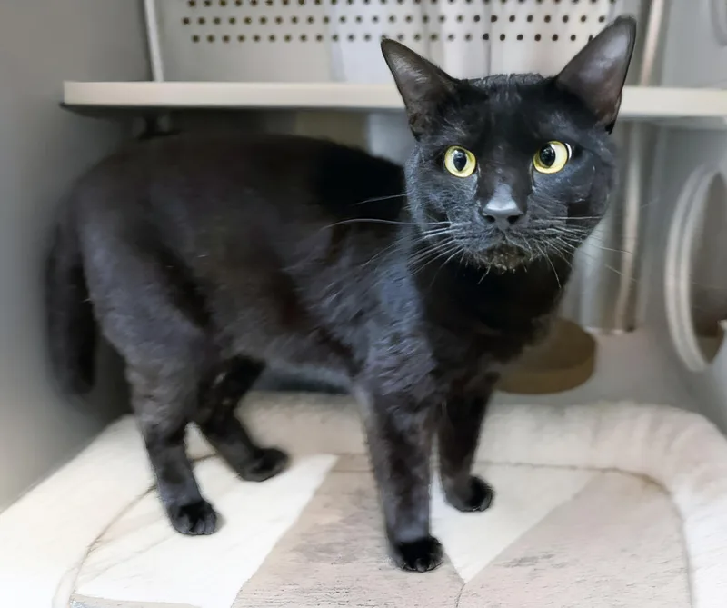 An adult medium-sized male Black Domestic Short Hair cat named Calvin for adoption in Nashville, TN