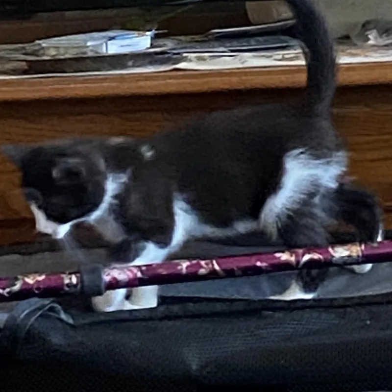 A baby medium-sized female Domestic Short Hair cat named Jewel for adoption in Crofton, MD