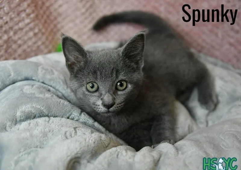 Spunky