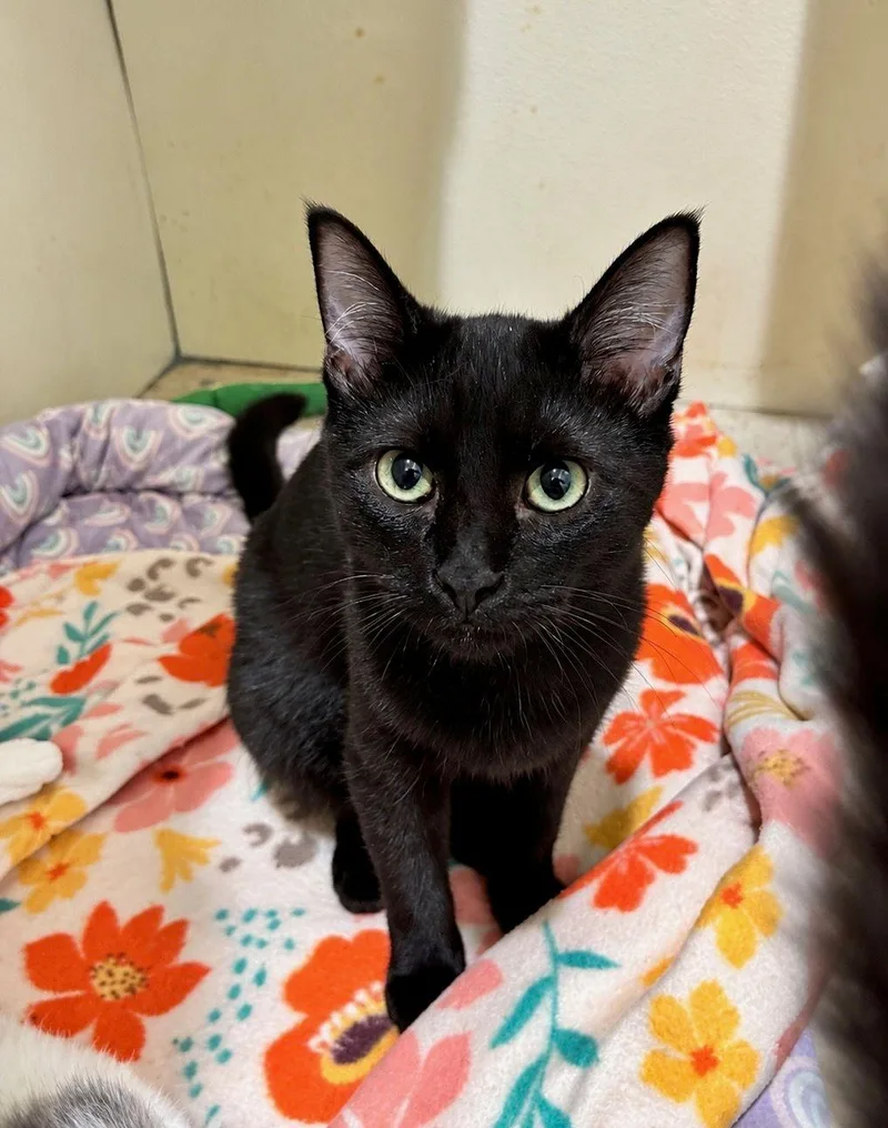 A young medium-sized male Black Domestic Short Hair cat named Jinx for adoption in Lodi, CA