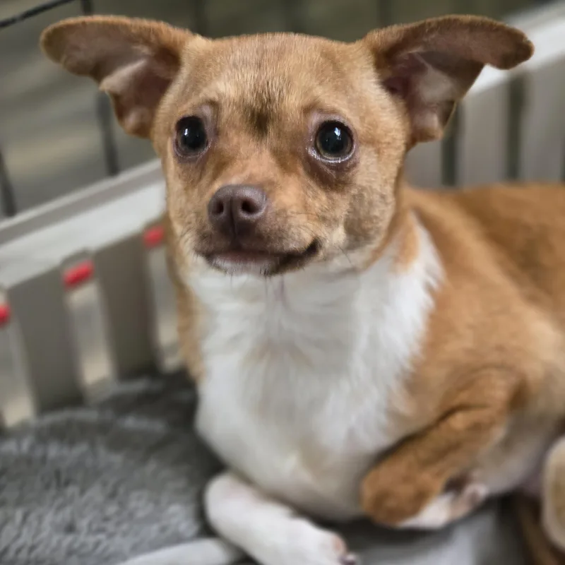 A young small-sized male Yellow / Tan / Blond / Fawn Chihuahua dog named Tajin for adoption in Normal, IL