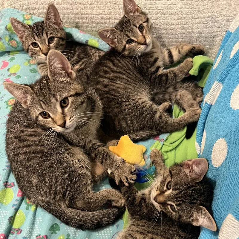 A baby small-sized female Brown / Chocolate Domestic Short Hair cat named Ziti Ramishvili for adoption in Merrifield, VA
