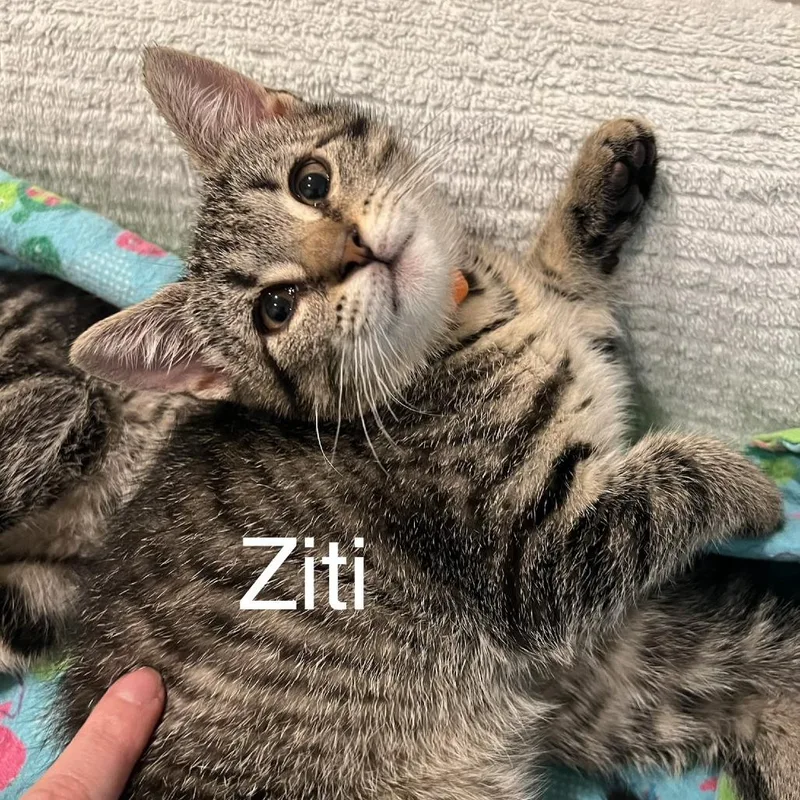 Ziti Ramishvili thumbnail 2