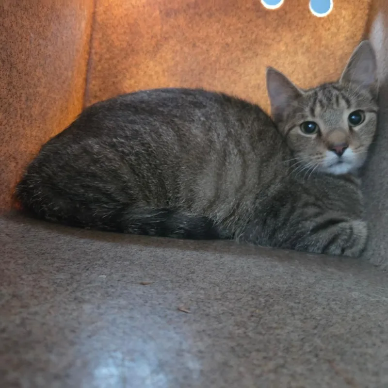 A young medium-sized male Gray / Blue / Silver Domestic Short Hair cat named Pinkerton for adoption in Birmingham, AL